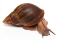 Archachatina degneri Ghana adult